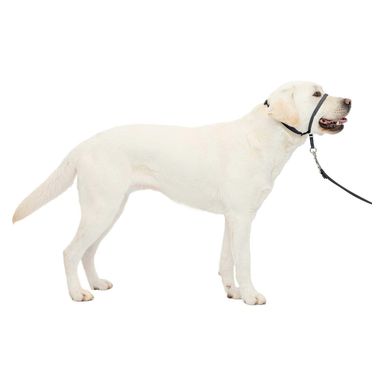 Headcollar L672