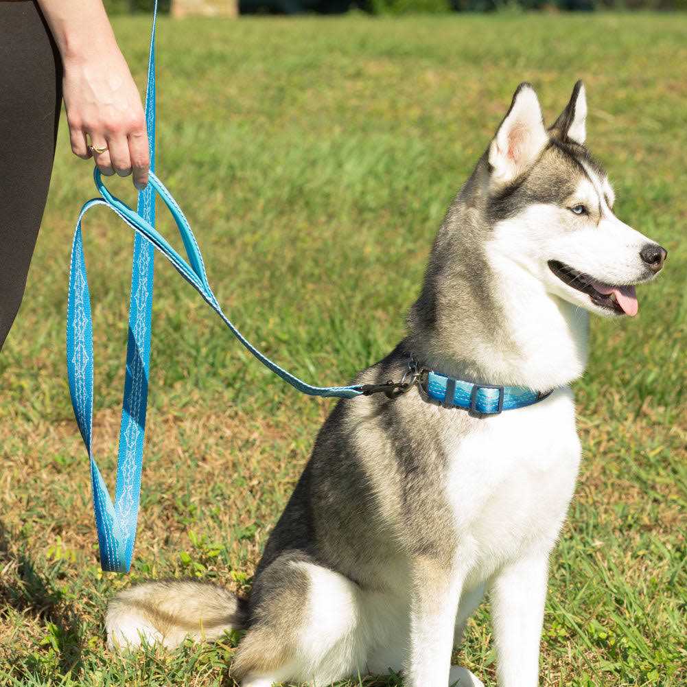 6ft Dog Leash Padded Handle B28052