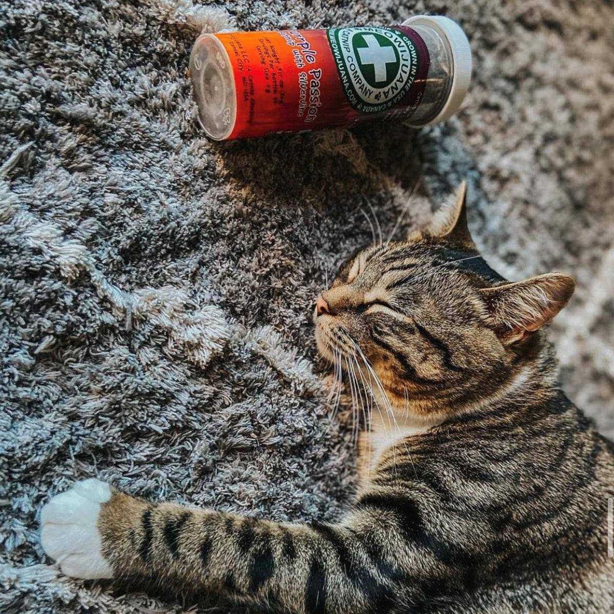 Catnip H529809