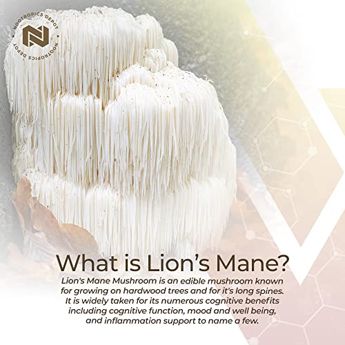 Lions Mane Mushroom Capsules 500mg 60 Count Q64901