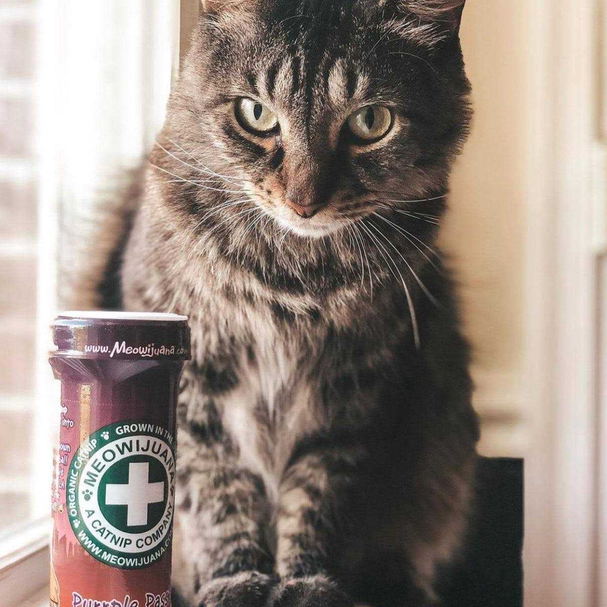 Catnip H529809