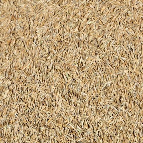 Black Beauty Ultra Grass Seed Cool Season Lawn Seed 25 lb Z1637