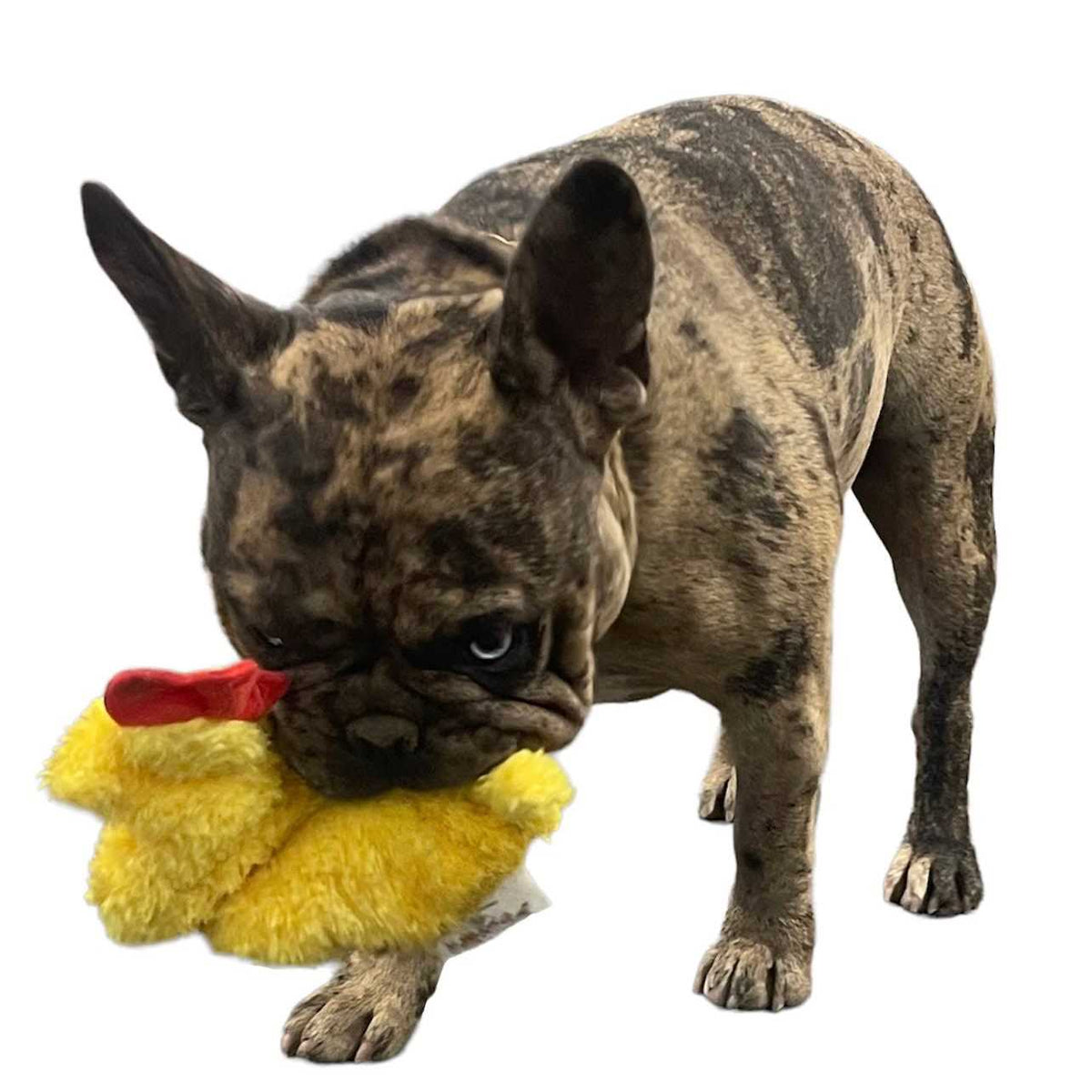 Chicken and Egg Paper Crinkle Squeaker Toys T41921