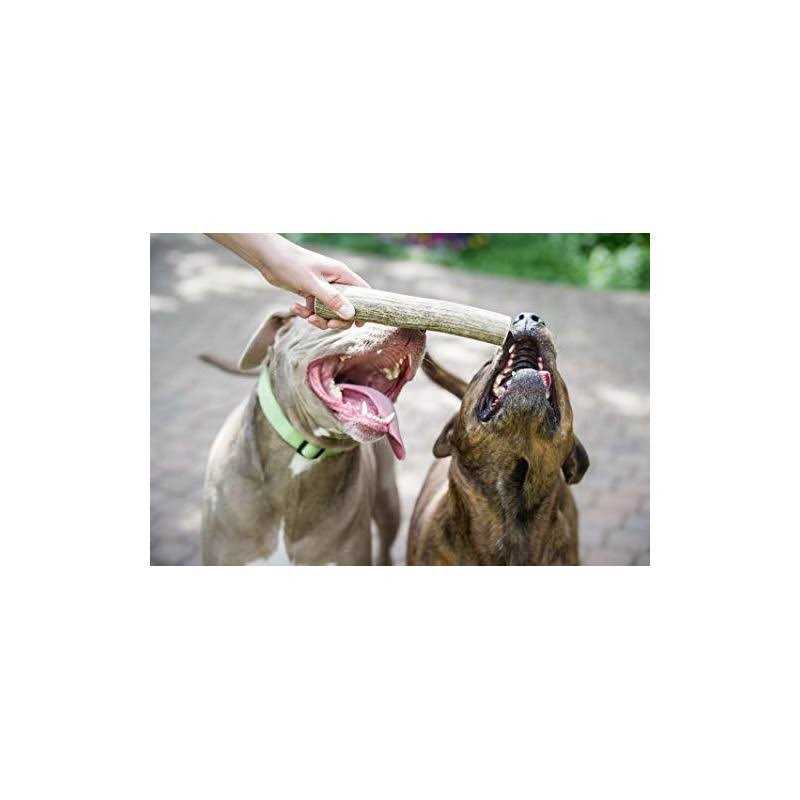 Elk Antler Dog Chew T9539