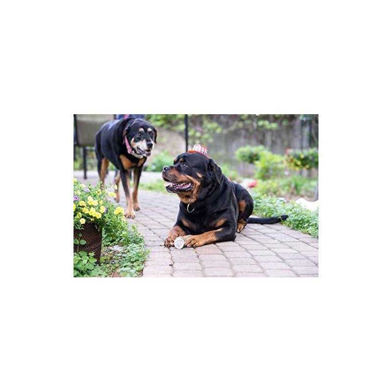 Elk Antler Dog Chew T9539