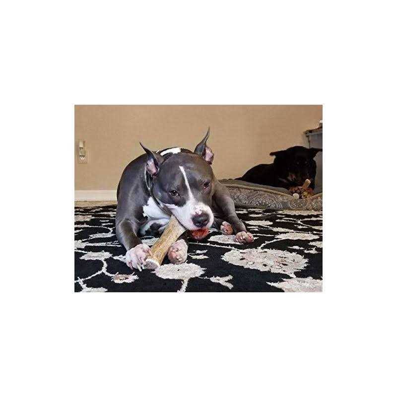 Elk Antler Dog Chew T9539