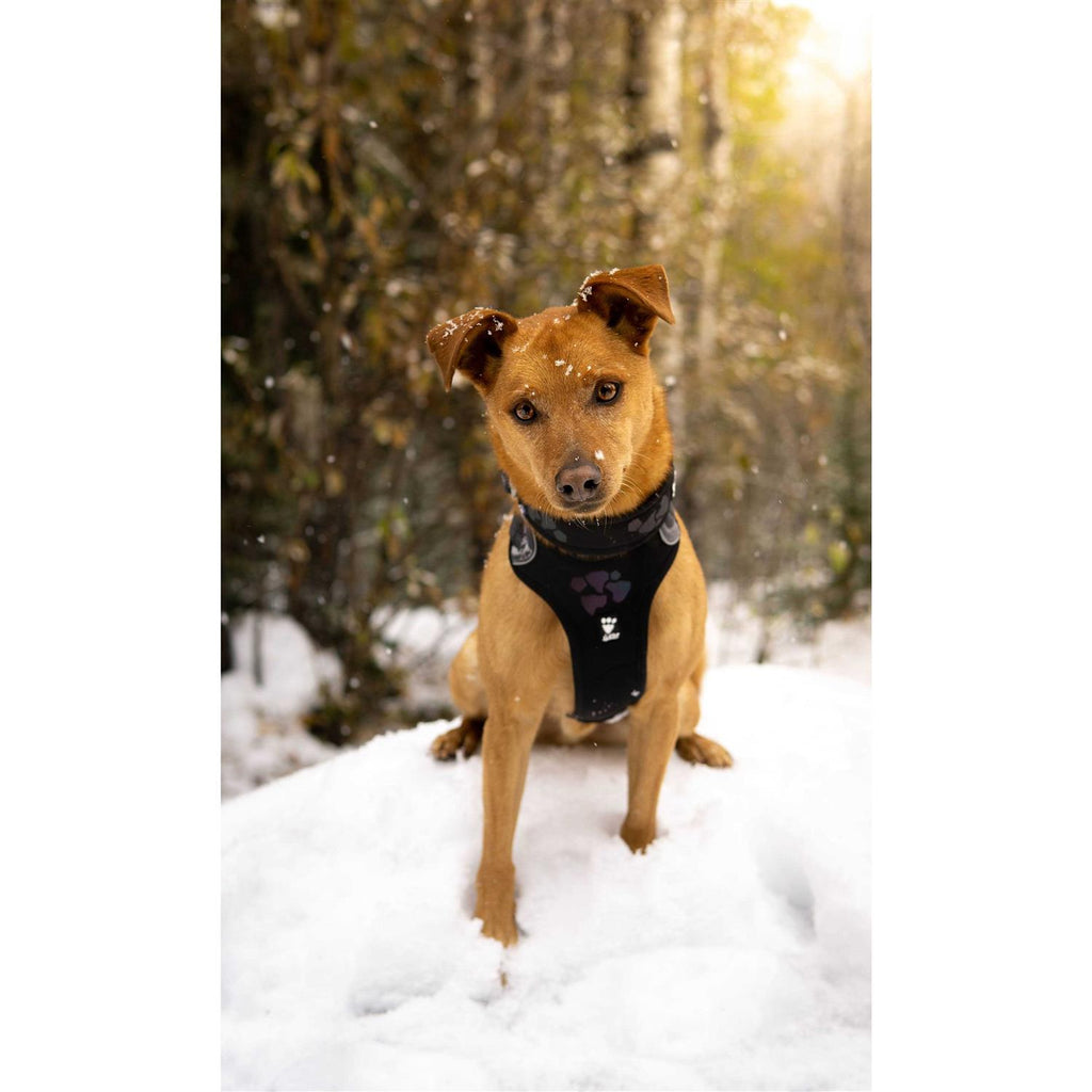 Dog Harness P299041