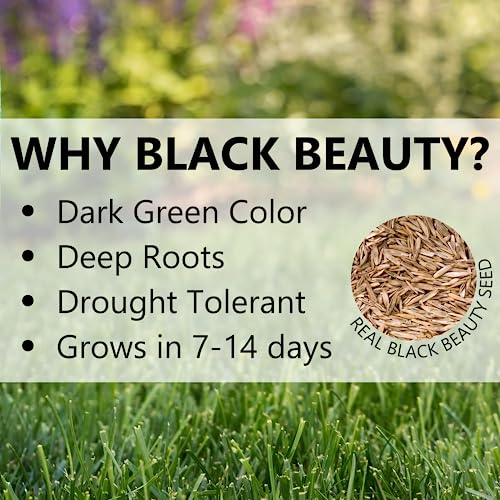 Black Beauty Ultra Grass Seed Cool Season Lawn Seed 25 lb Z1637