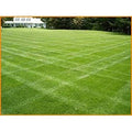Centipede Grass Seed 1 lb P271989