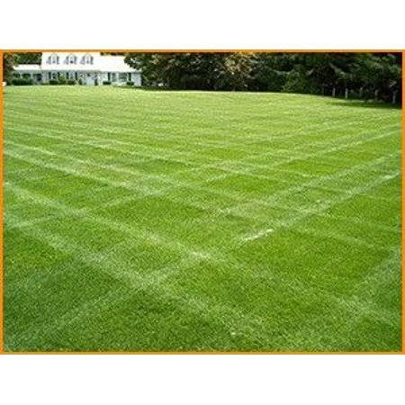 Centipede Grass Seed 1 lb P271989