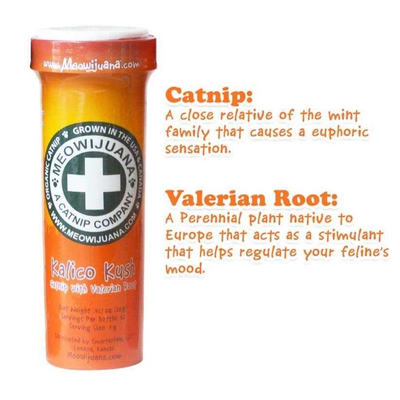Catnip H529809