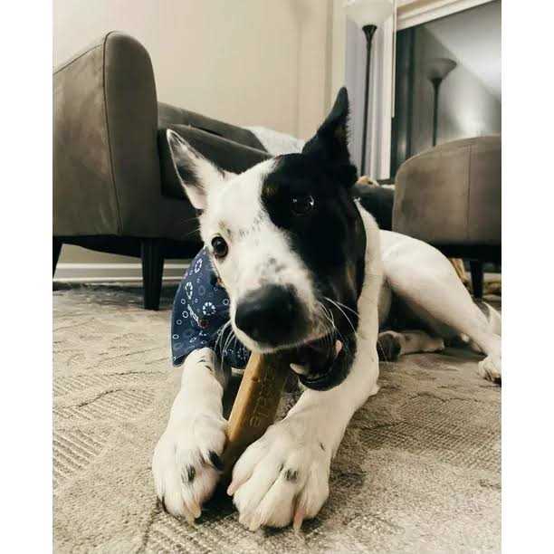 Dog Chews K9481