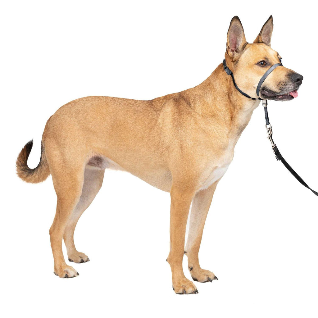Headcollar L672