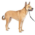 Headcollar L672