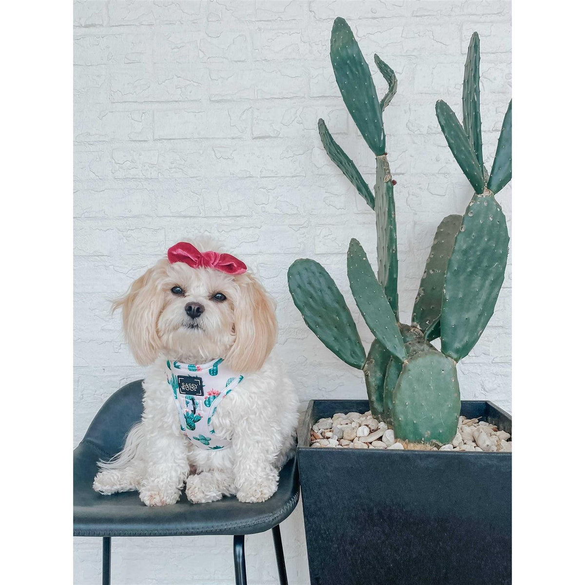Adjustable Dog Harness D74741