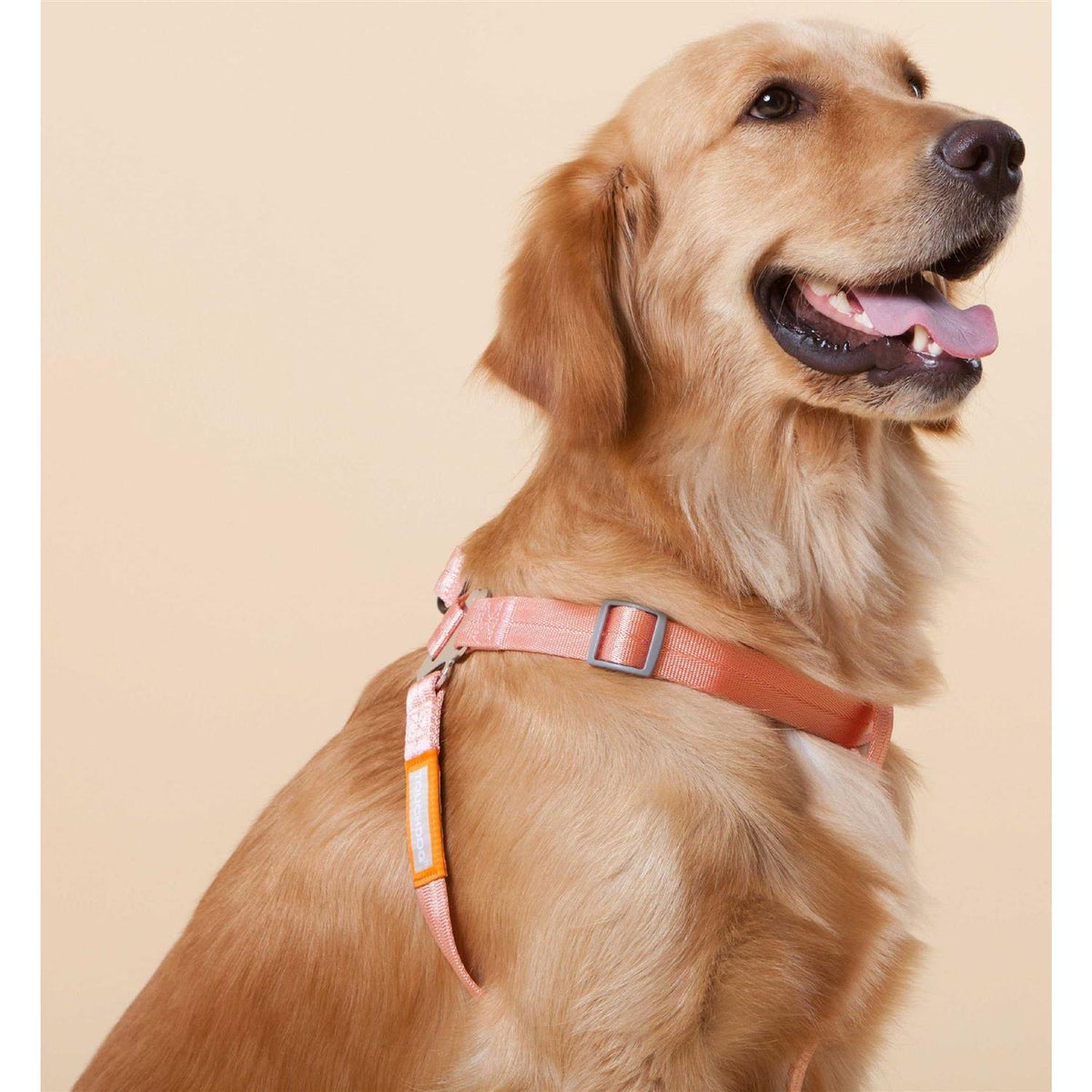 Durable Nylon Dog Harness and Leash H30209